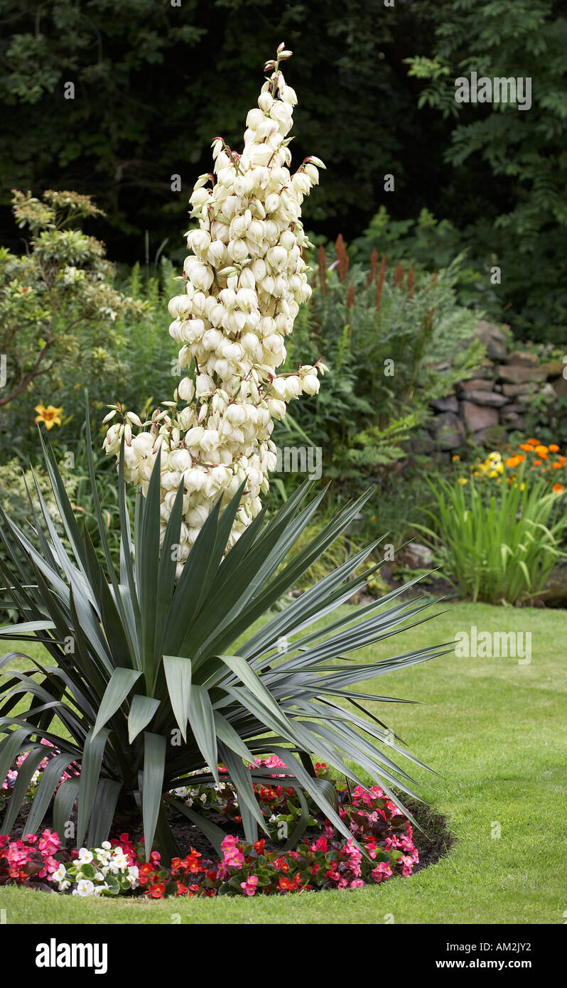 Cordyline australis Yucca with large flower spike Stock Photo