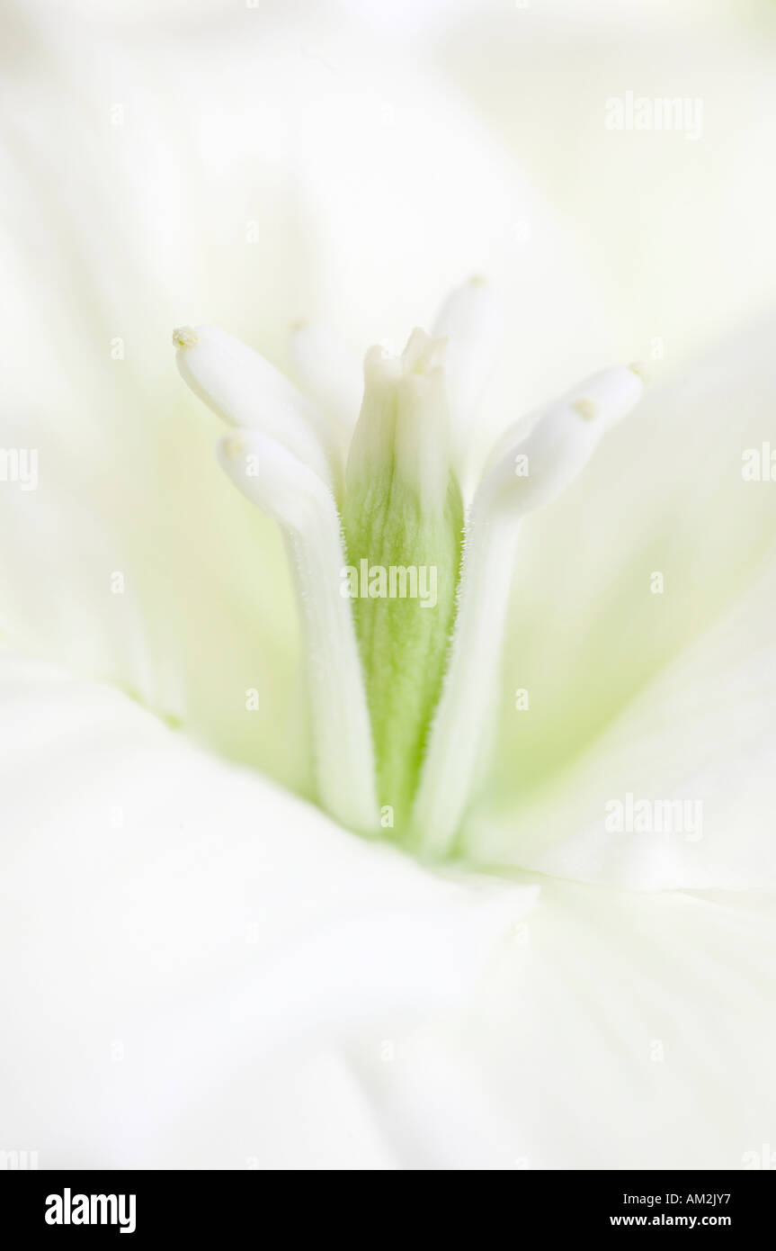 Close up of a white Cordyline australis Yucca flower Stock Photo