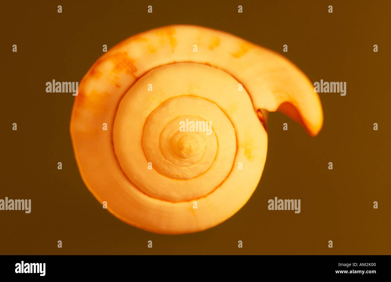 Sea Shell Forma Seashell design hi-res stock photography and images - Alamy