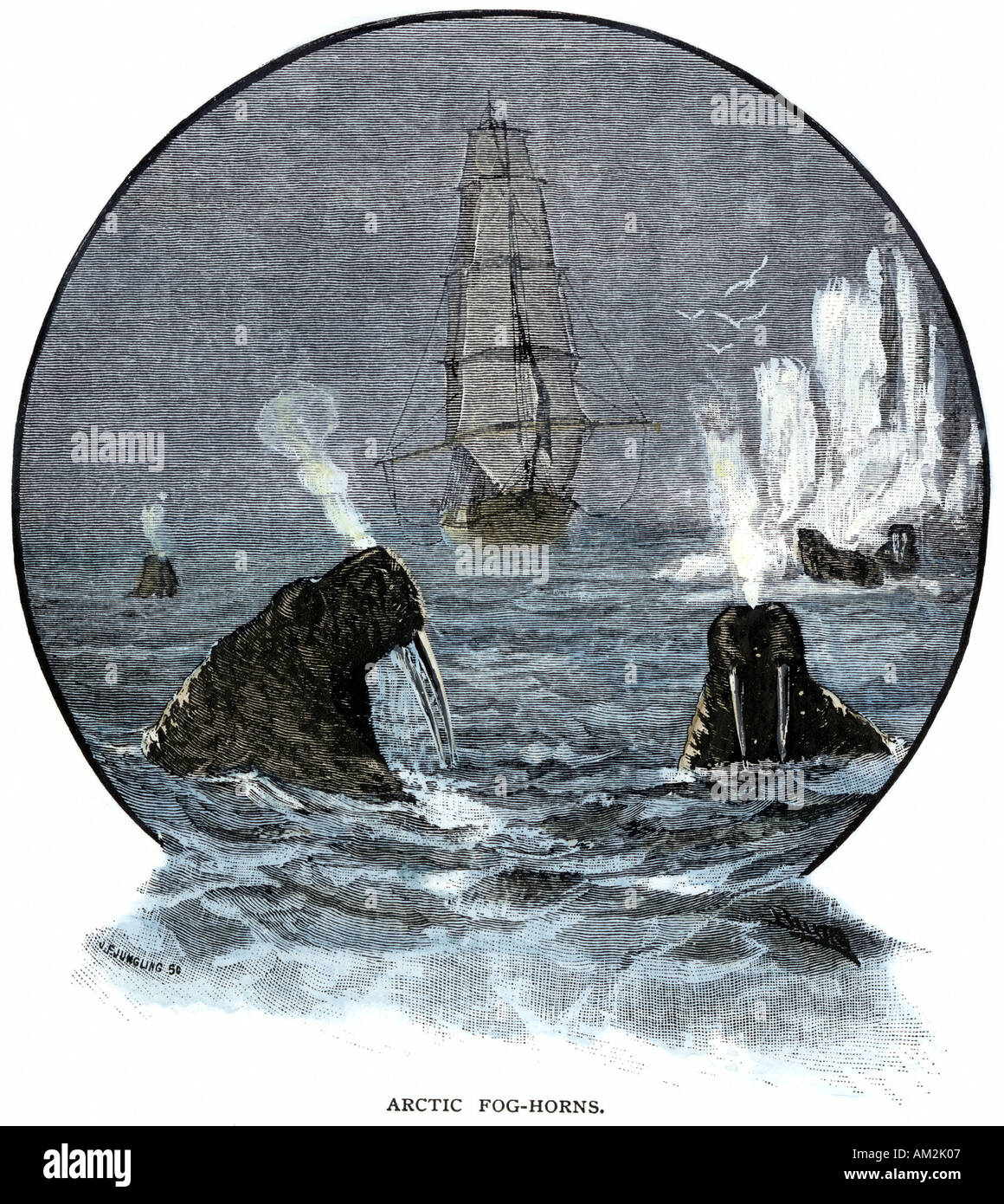 Walrus in Arctic waters near a tall sailing ship. Hand-colored woodcut Stock Photo