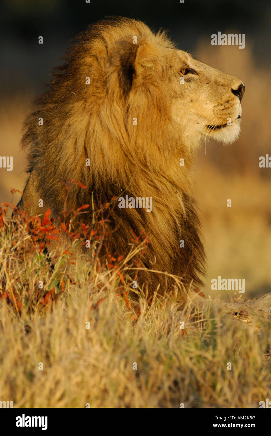 Profile of lion hi-res stock photography and images - Alamy