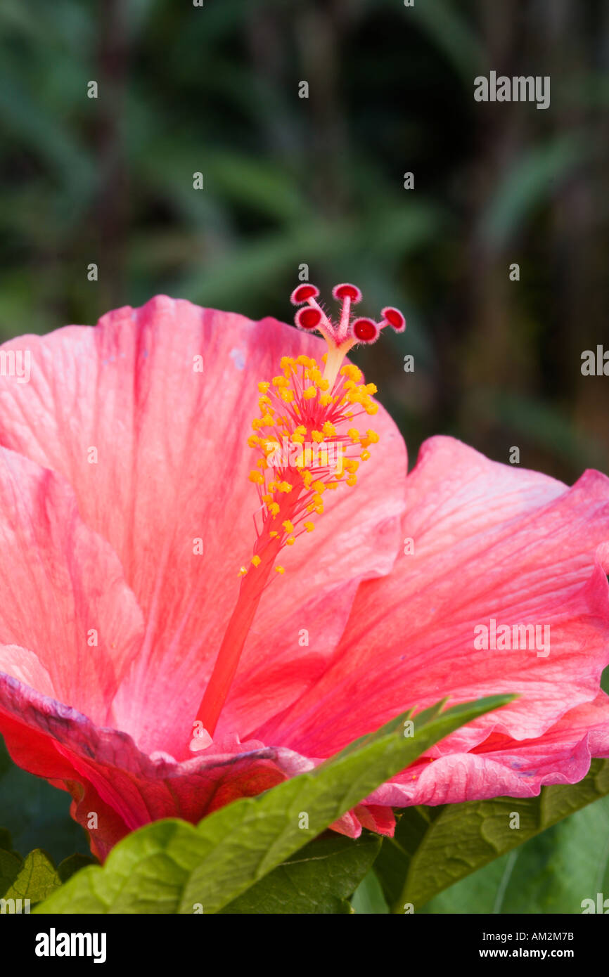 Pink hibiscus flower in bloom hi-res stock photography and images - Alamy