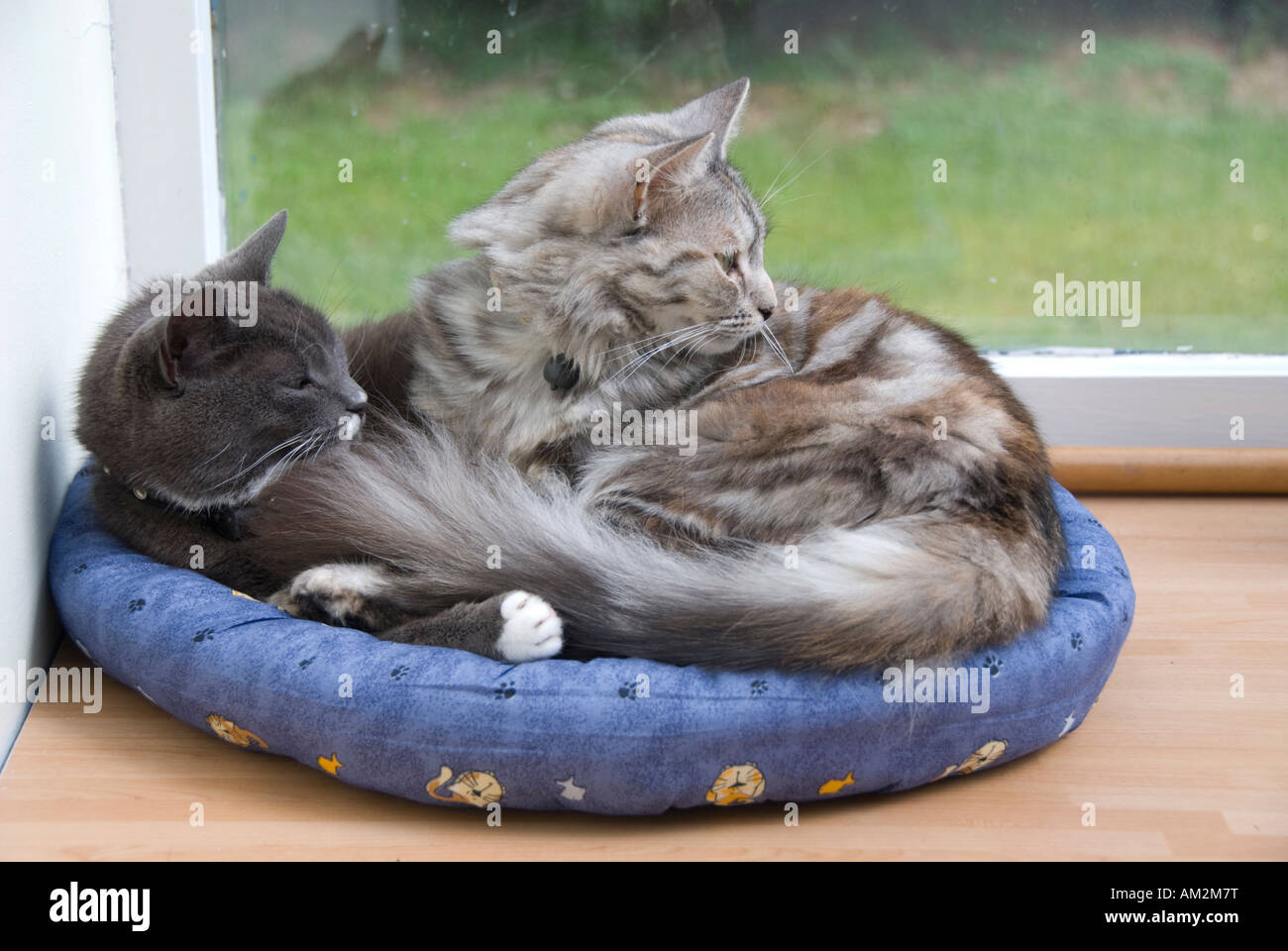 Cats curled up together in 'doughnut' bed Stock Photo Alamy