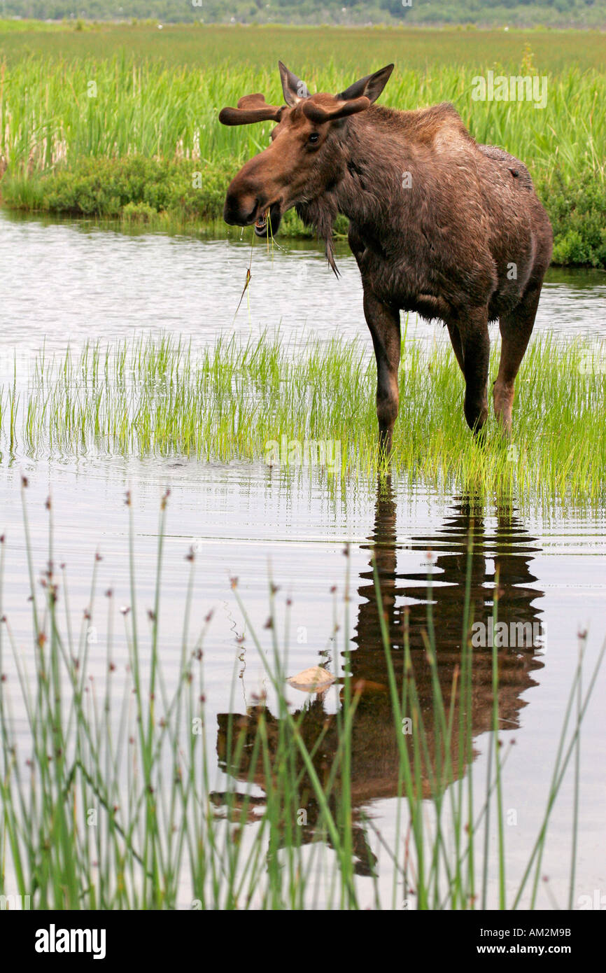 A small bull moose at Potter s Marsh Anchorage Alaska Stock Photo