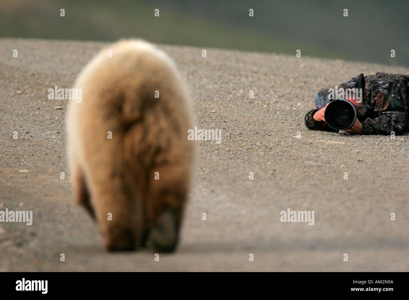 Richard Hamilton Smith photographs a grizzly or brown bear Ursus arctos in Denali National Park Alaska Stock Photo