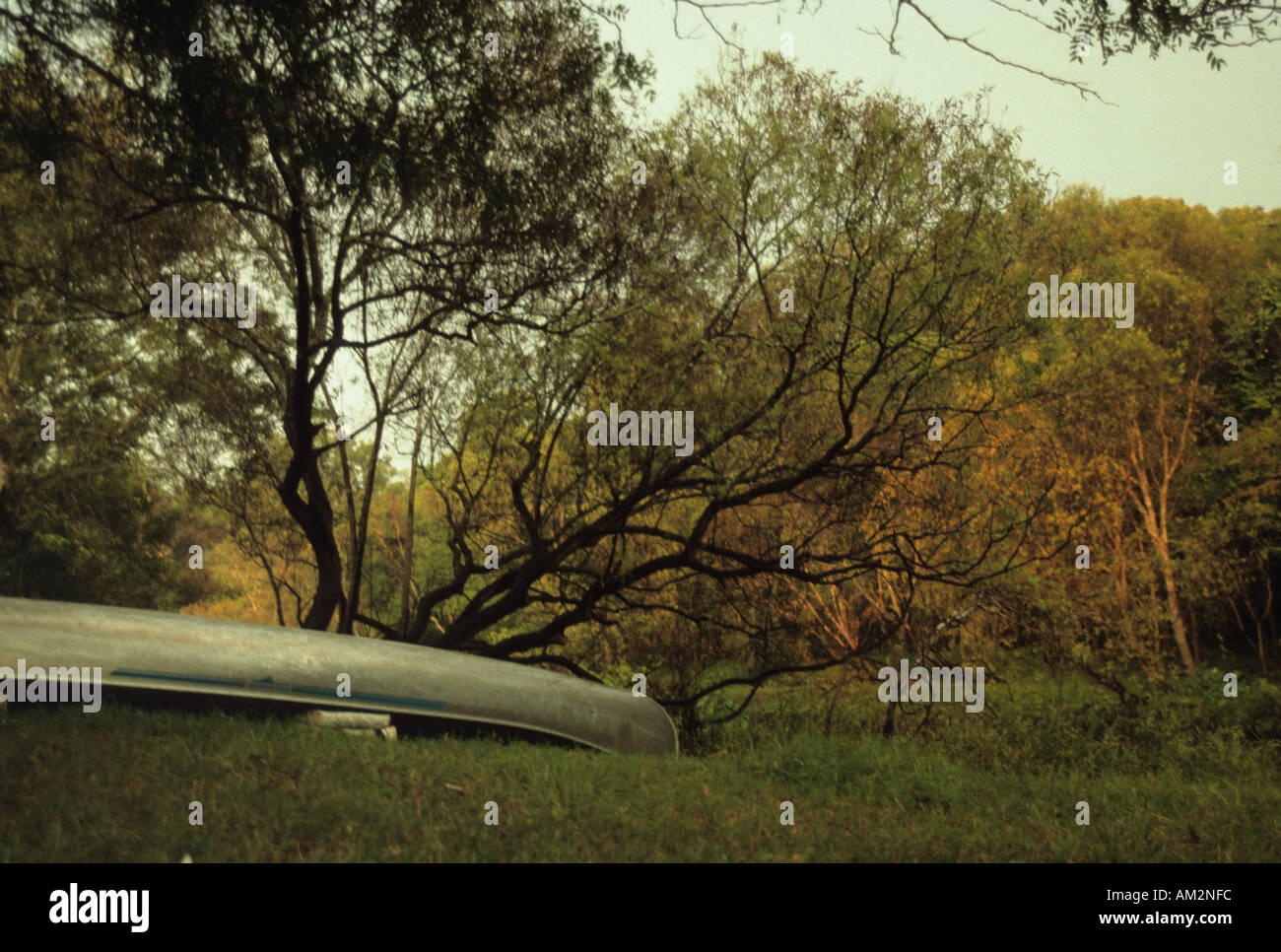 A canoe, overturned and stowed, under a bush in the morning light. Stock Photo