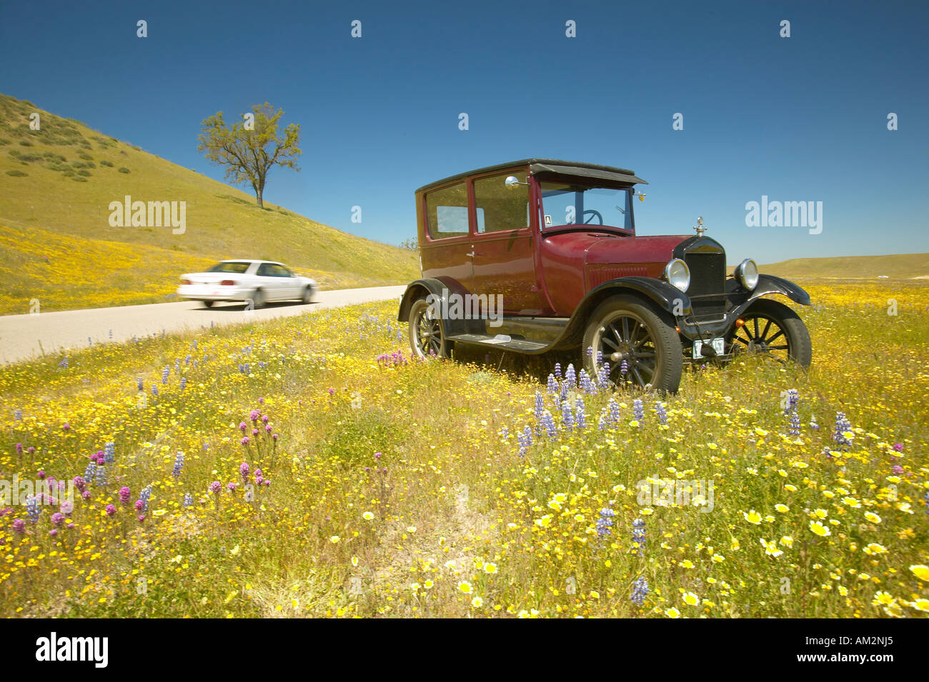 A modern car driving by a maroon Model T parked alongside a scenic road surrounded by spring flowers Route 58 Shell Road CA Stock Photo