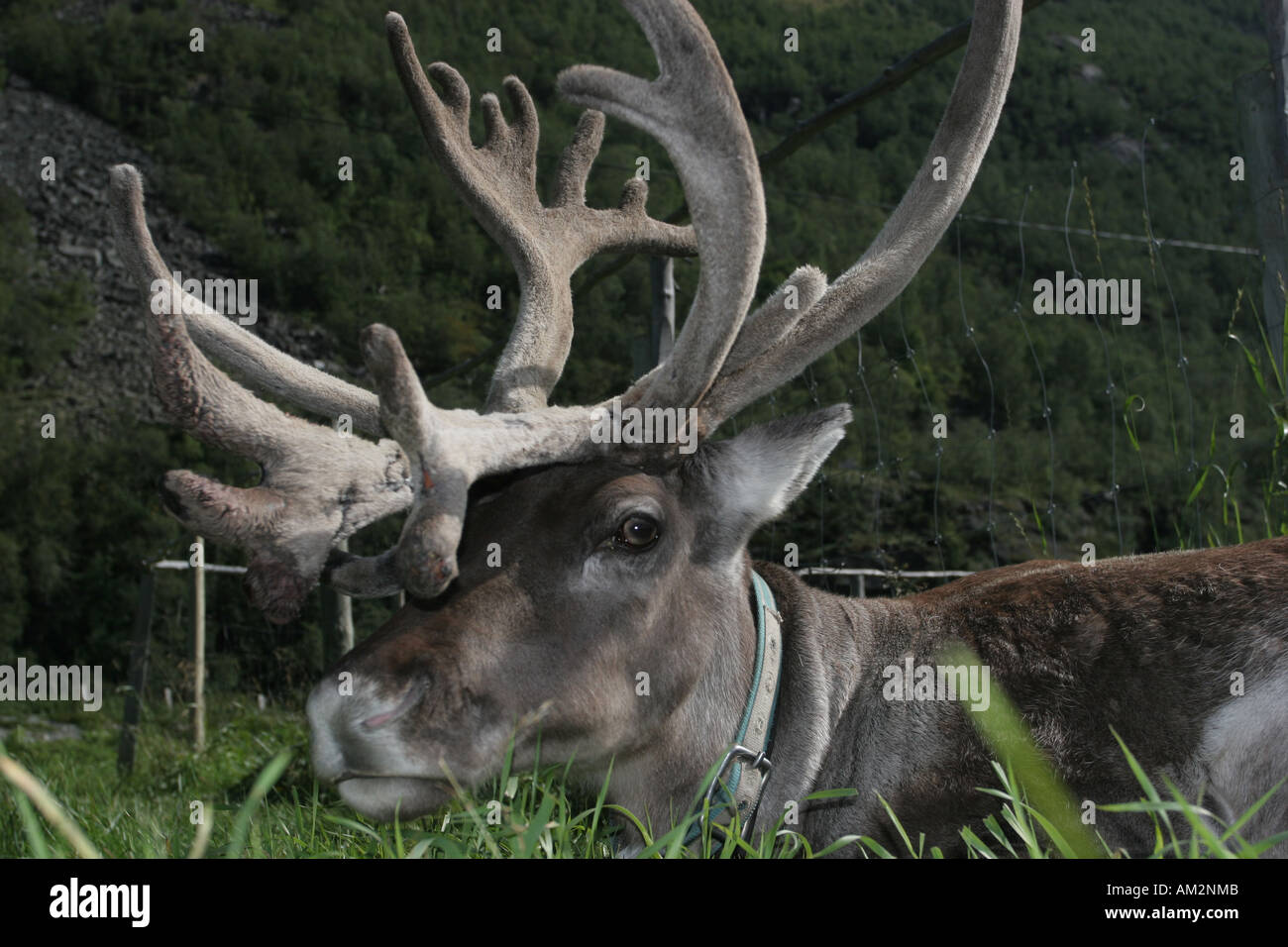reindeer headshot Stock Photo