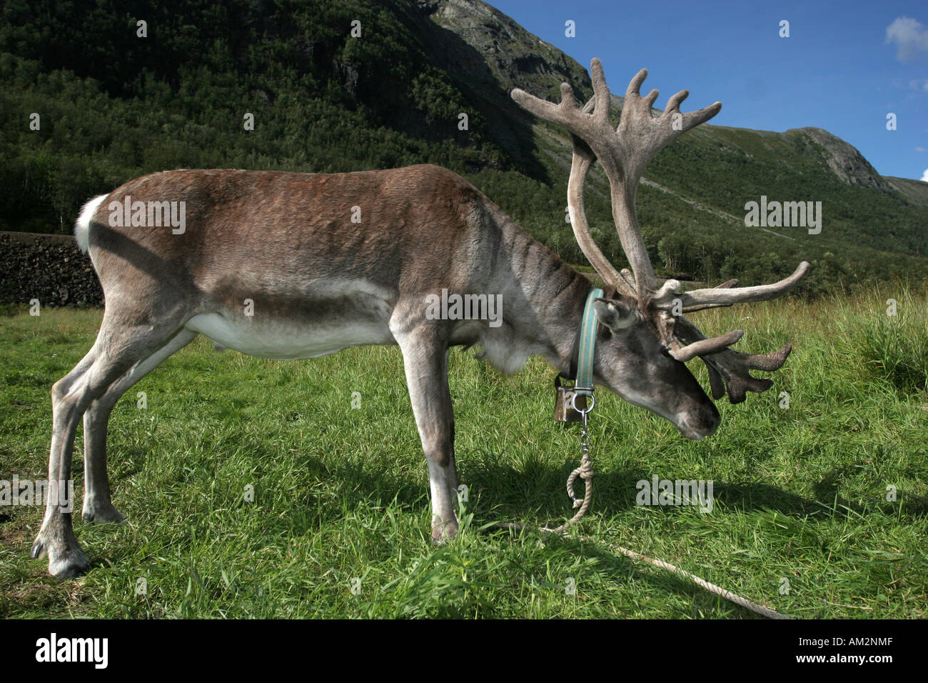 reindeer from side low view Stock Photo