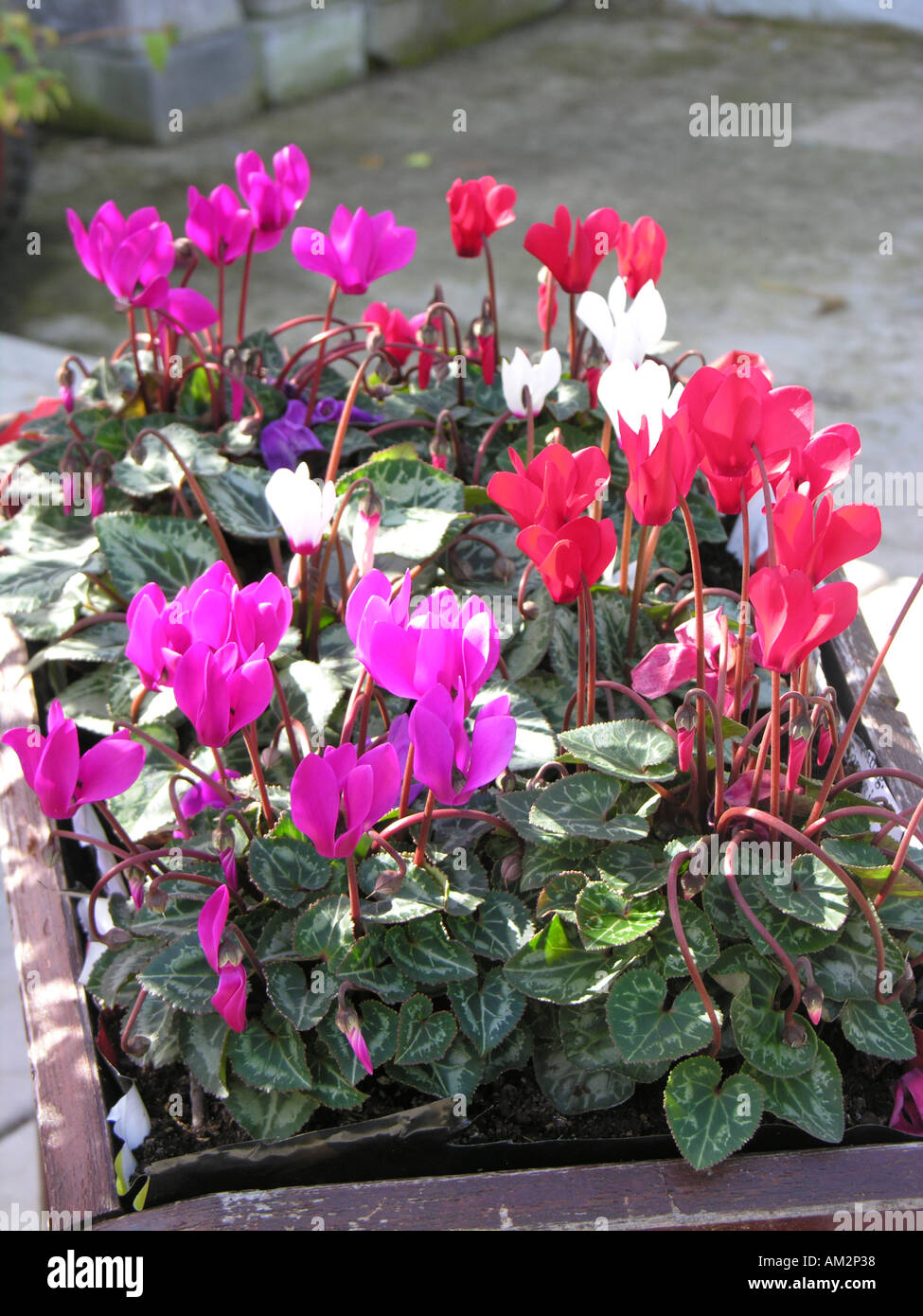 Sowbread hi-res stock photography and images - Alamy