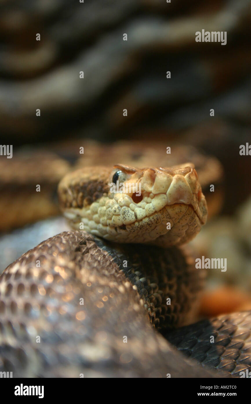 Close-up shot of a Snake Stock Photo