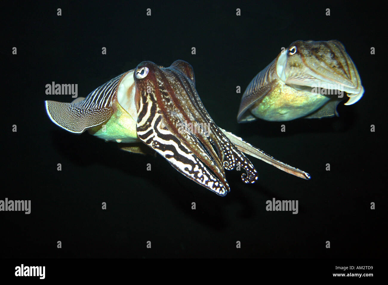 Cuttlefish Stock Photo
