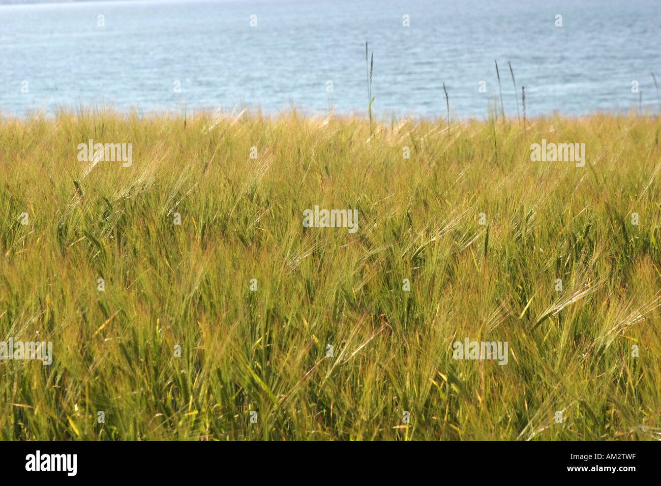 wheat field and sea Stock Photo