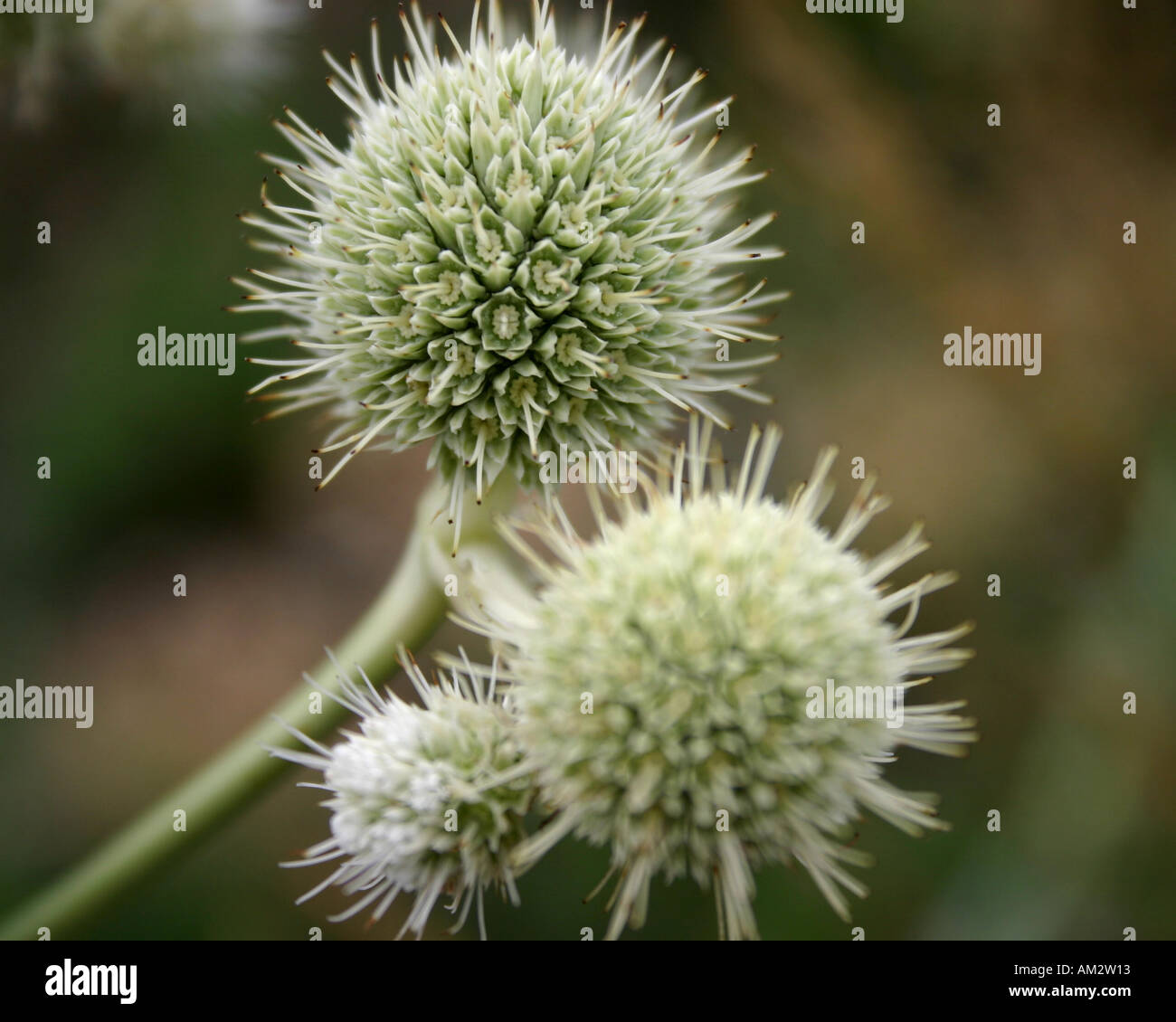 Close up Macro shot of two Delicate Round Flowers on a green stem Stock Photo