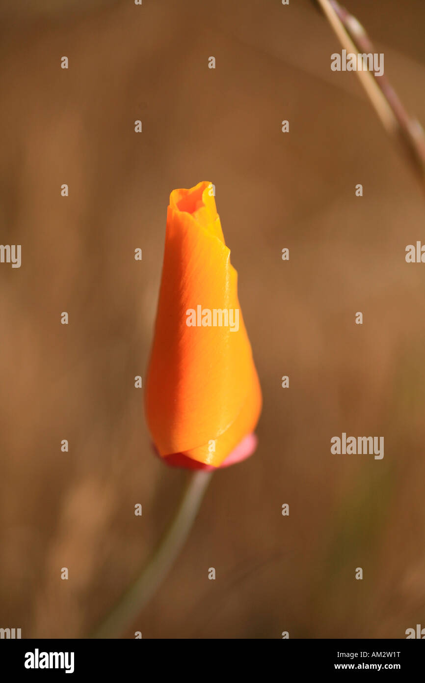 Californian Poppy (Eschscholzia californica) Stock Photo
