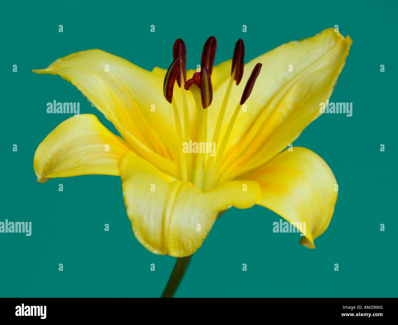 Gelbes stempel hires stock photography and images Alamy
