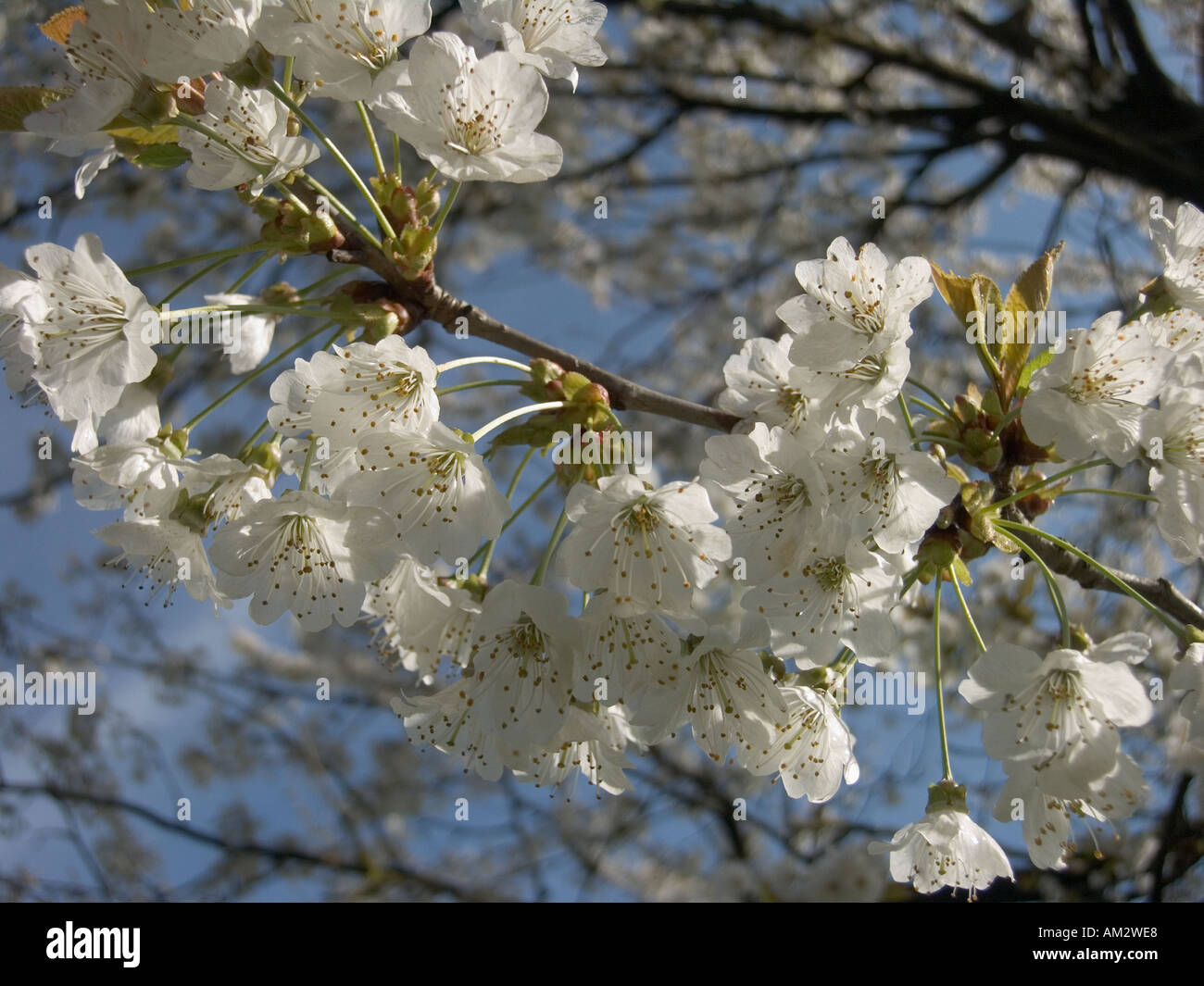 Northern Tuscany Italy spring white Blossom in fruit tree in the Appenines Stock Photo