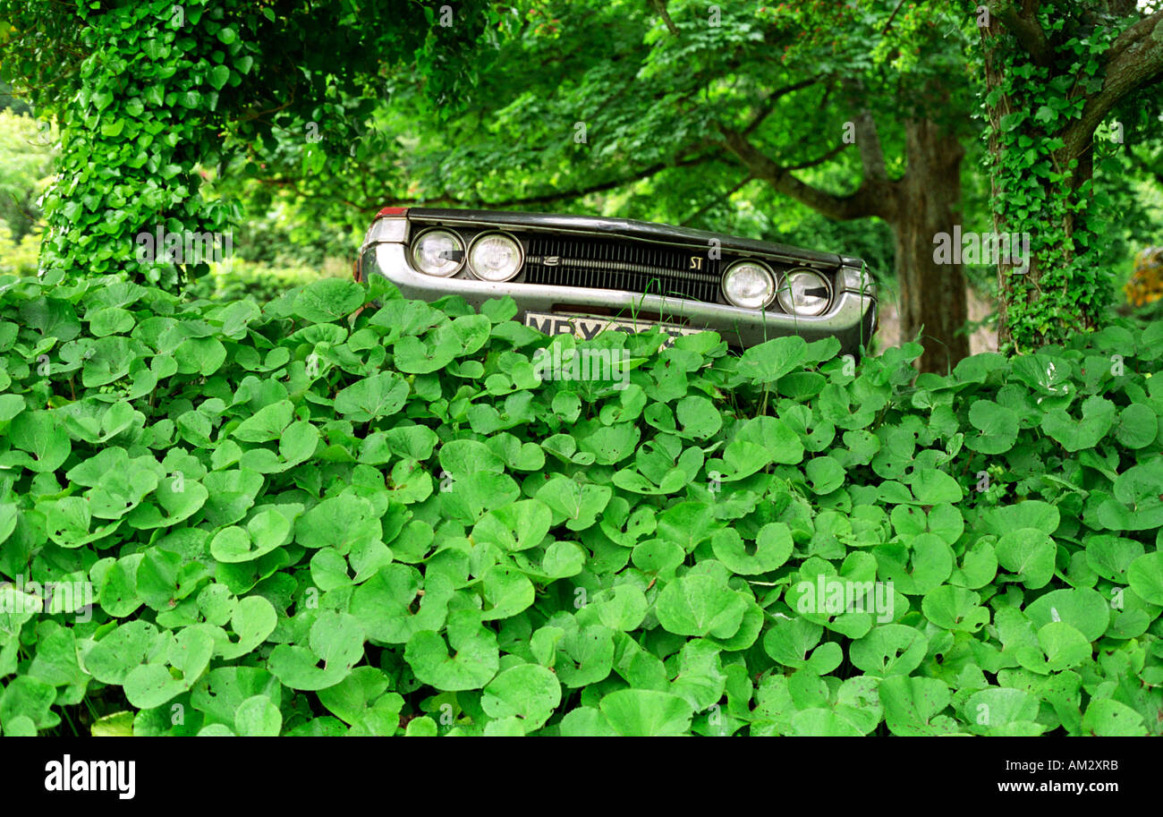 Car radiators and headlights surrounded by green undergrowth and trees Stock Photo