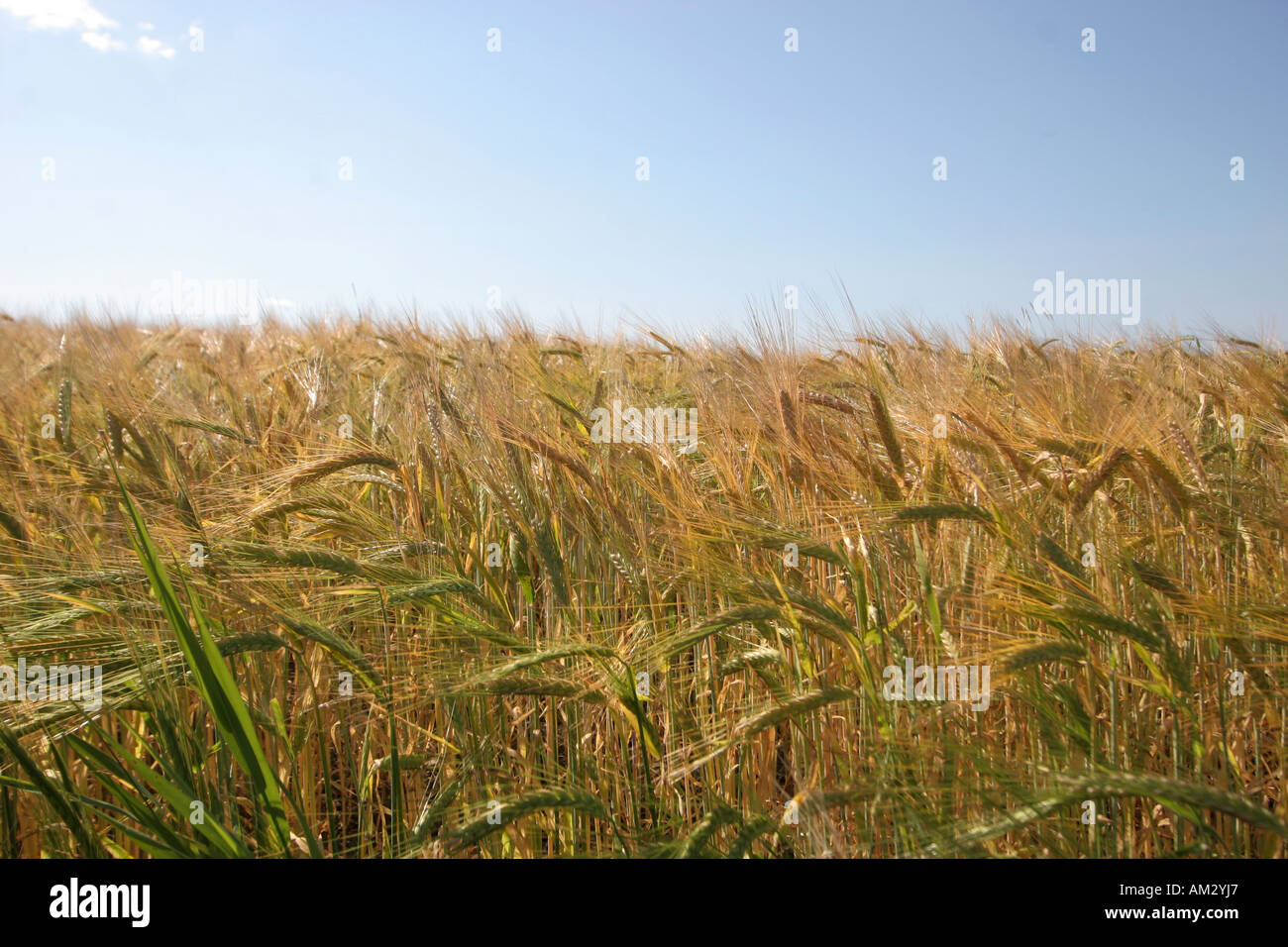 wheat field and sky Stock Photo