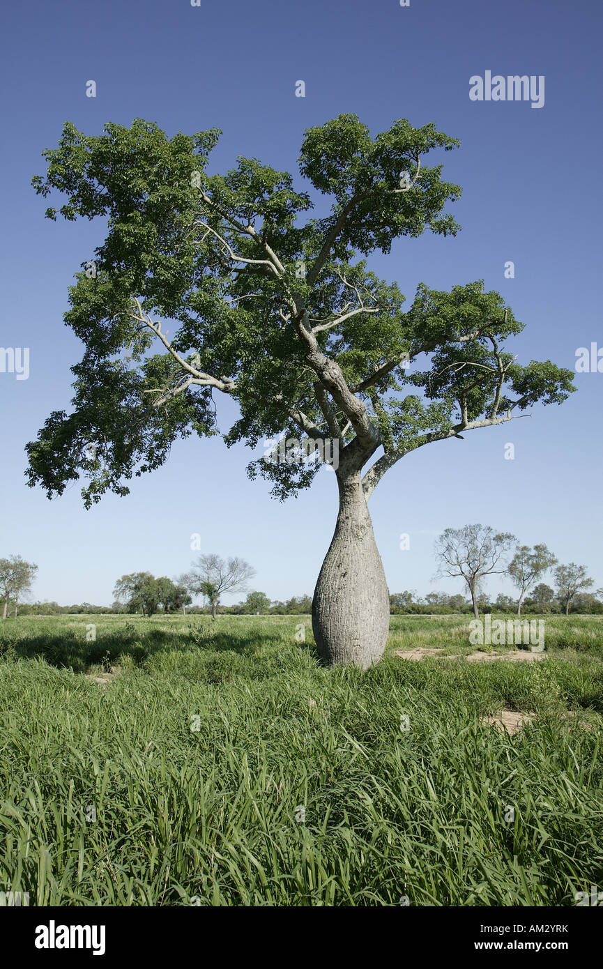 om venskab løst Bottle tree, silk floss tree Chorisia speciosa/ venticosa Stock Photo -  Alamy