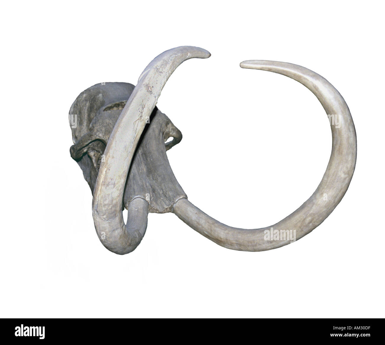 Woolly Mammoth Skull Stock Photo