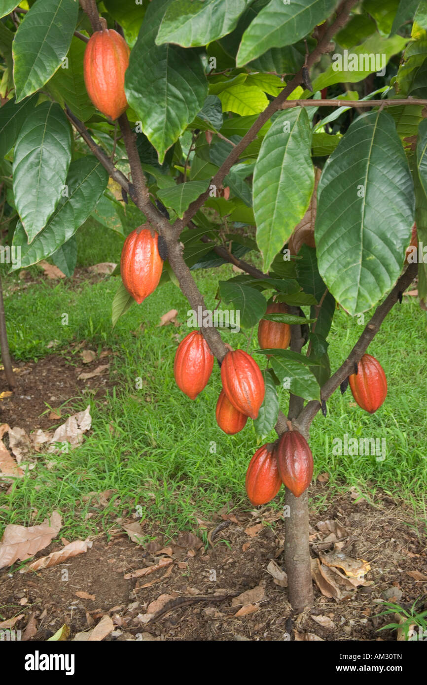 Cacao tree with maturing pods. Stock Photo