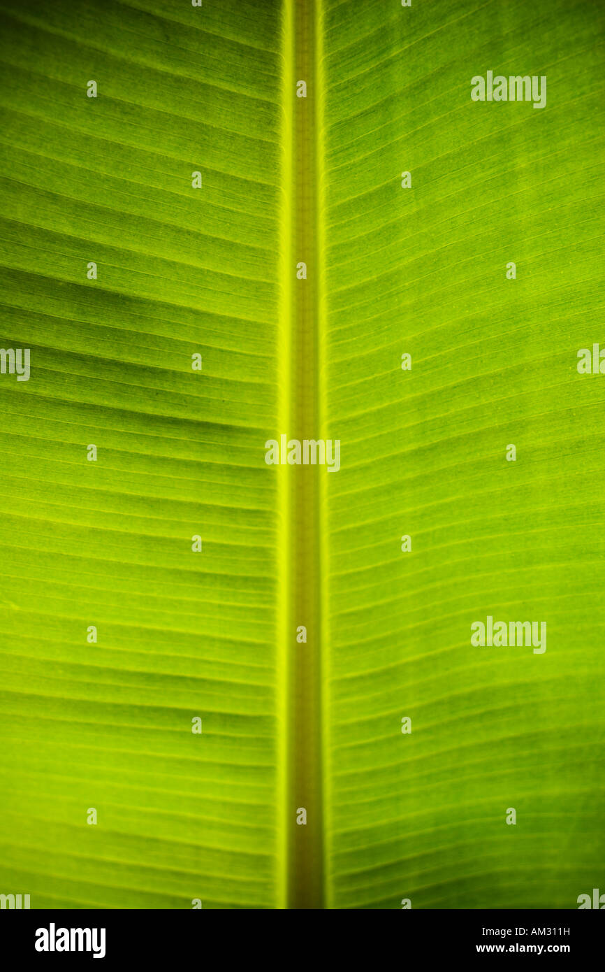 Green leaf veins texture hi-res stock photography and images - Alamy