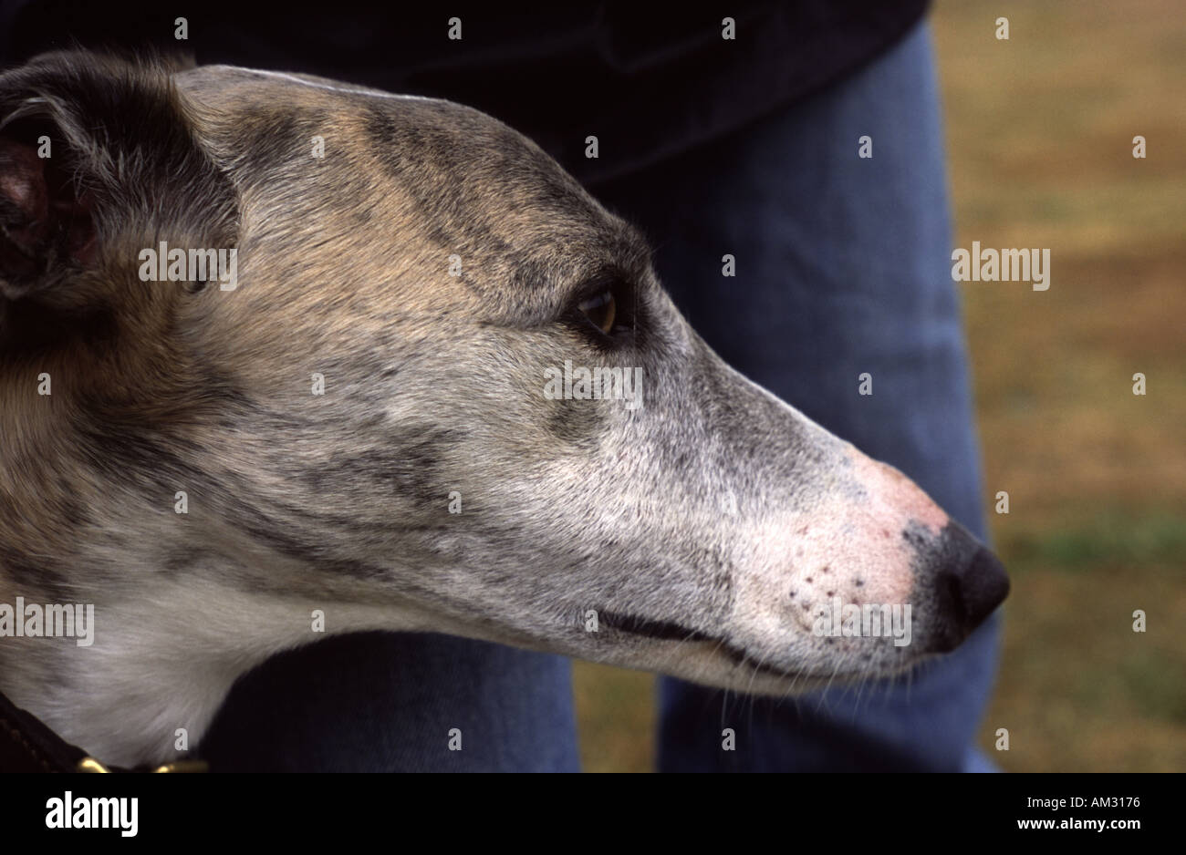 Grey lurcher hires stock photography and images Alamy