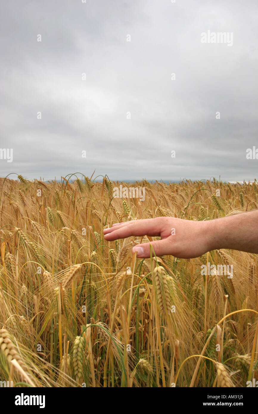 hand on wheat field Stock Photo