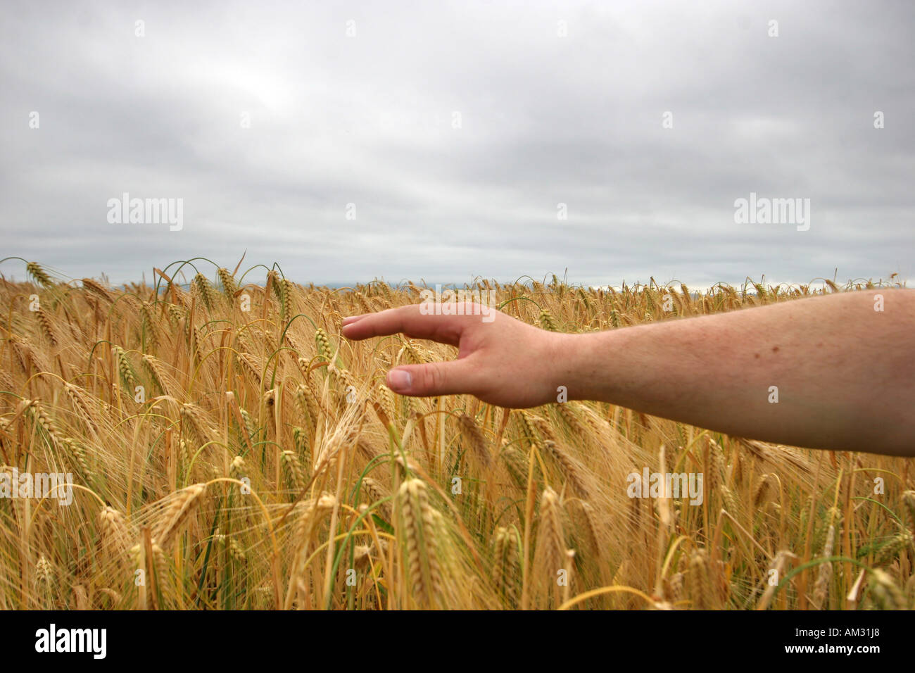 hand on wheat field Stock Photo Alamy