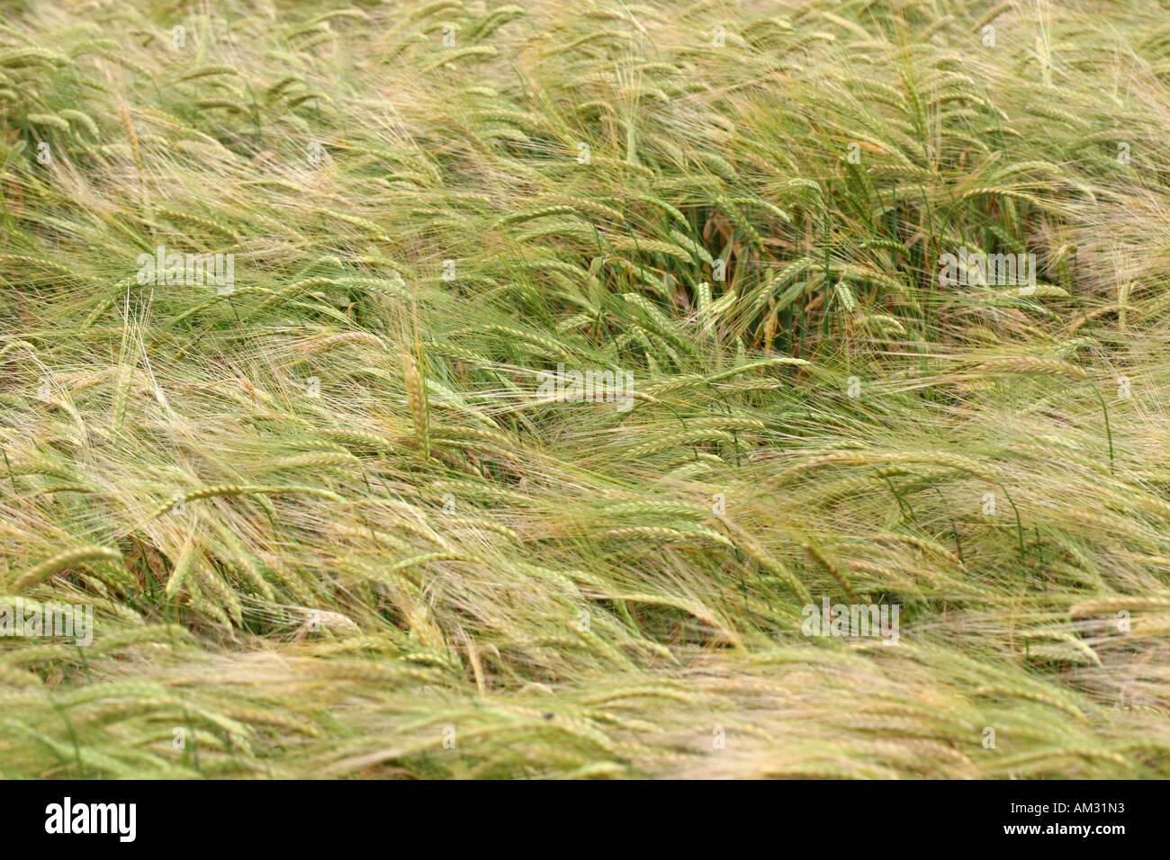 a field of wheat Stock Photo