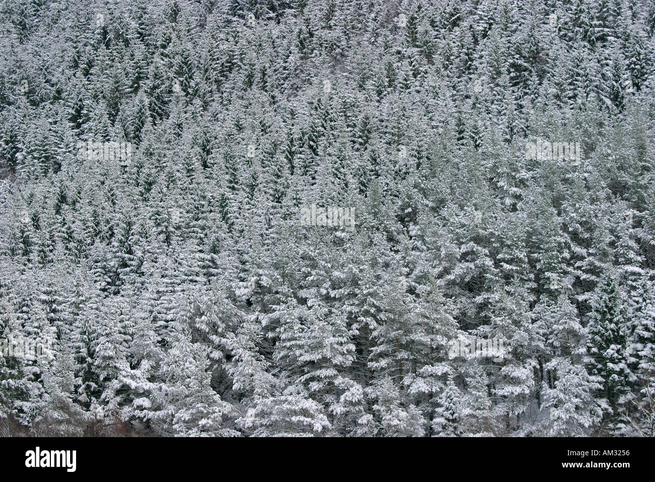 Evergreen Forest Snow Stock Photo
