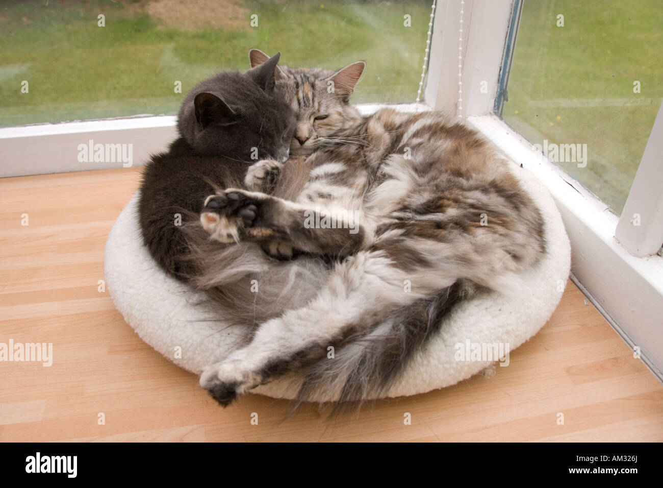 Cats curled up together in doughnut bed Stock Photo Alamy