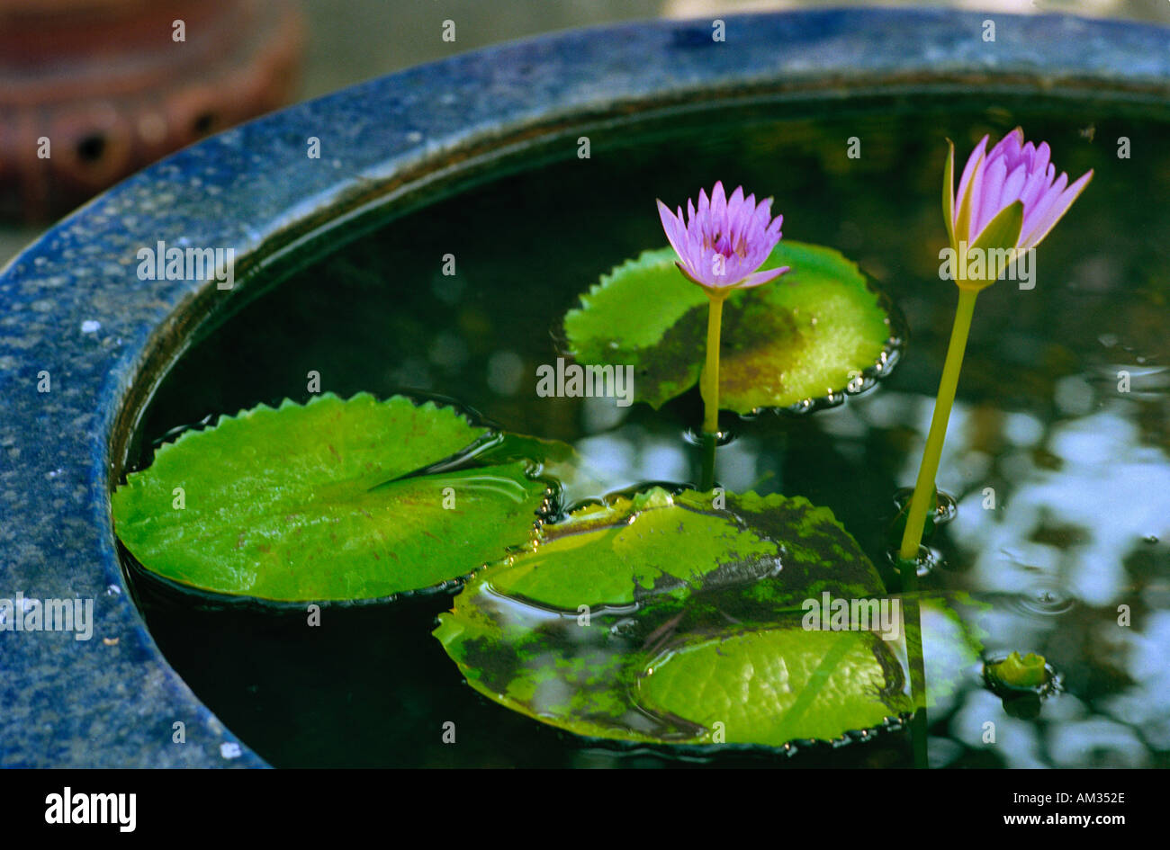 royal Grand Palace, Bangkok, Thailand - An exquisite little lily in a large ceramic pot in the grounds Stock Photo