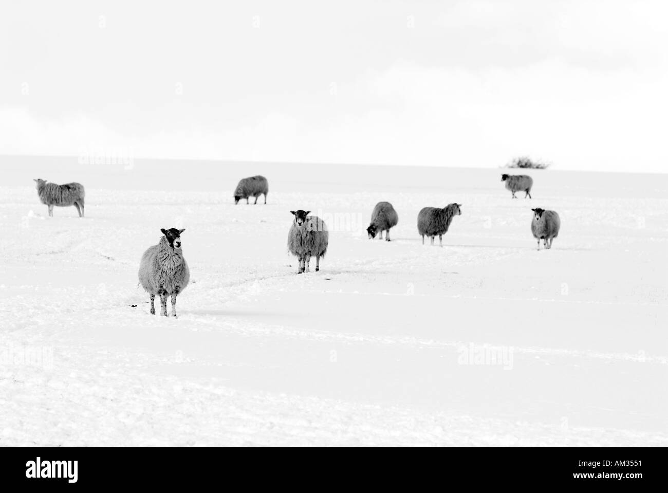 Follow Like Sheep Black And White Stock Photos Images Alamy
