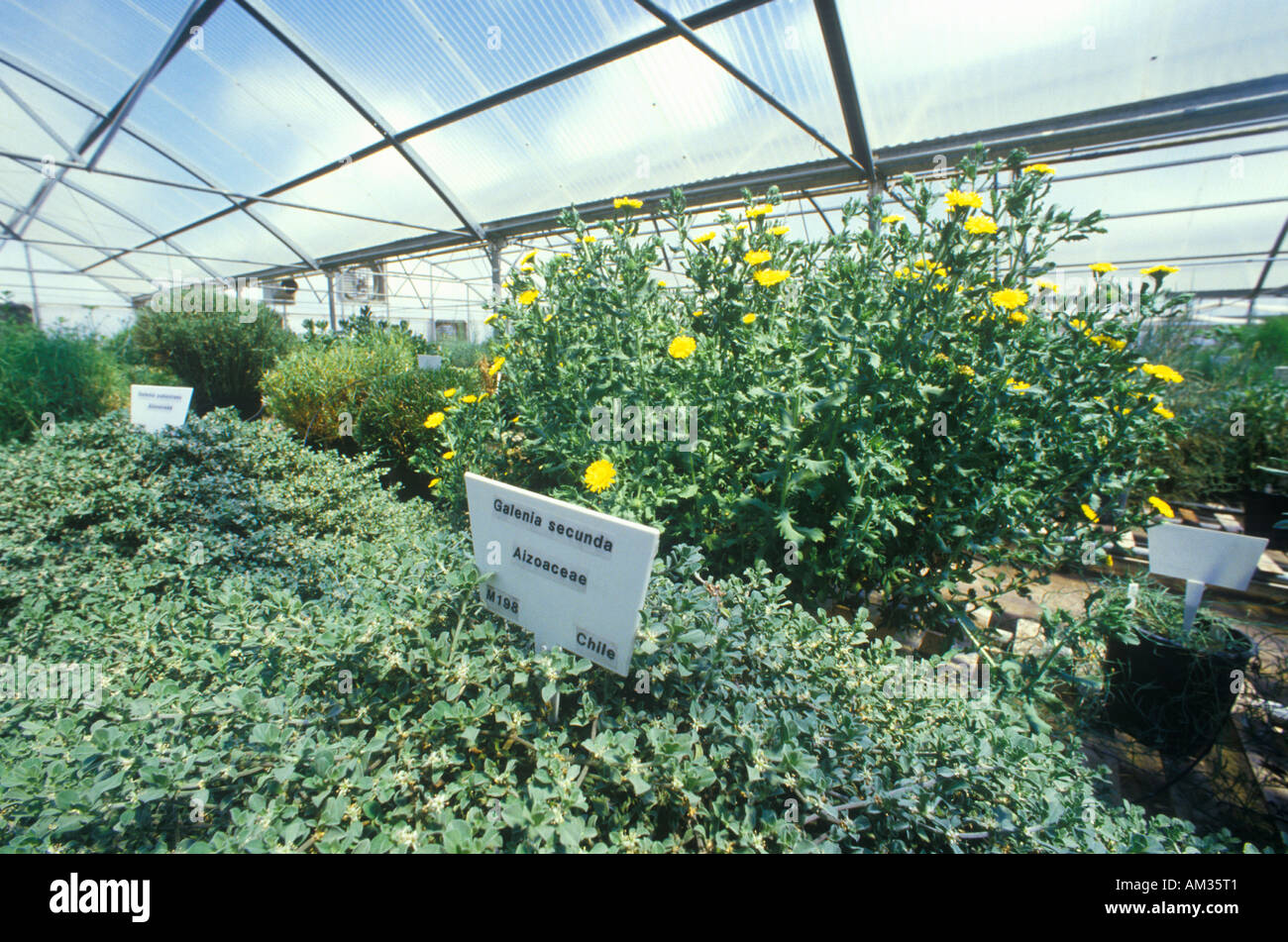 Desert greenhouse experiment at the University of Arizona Environmental