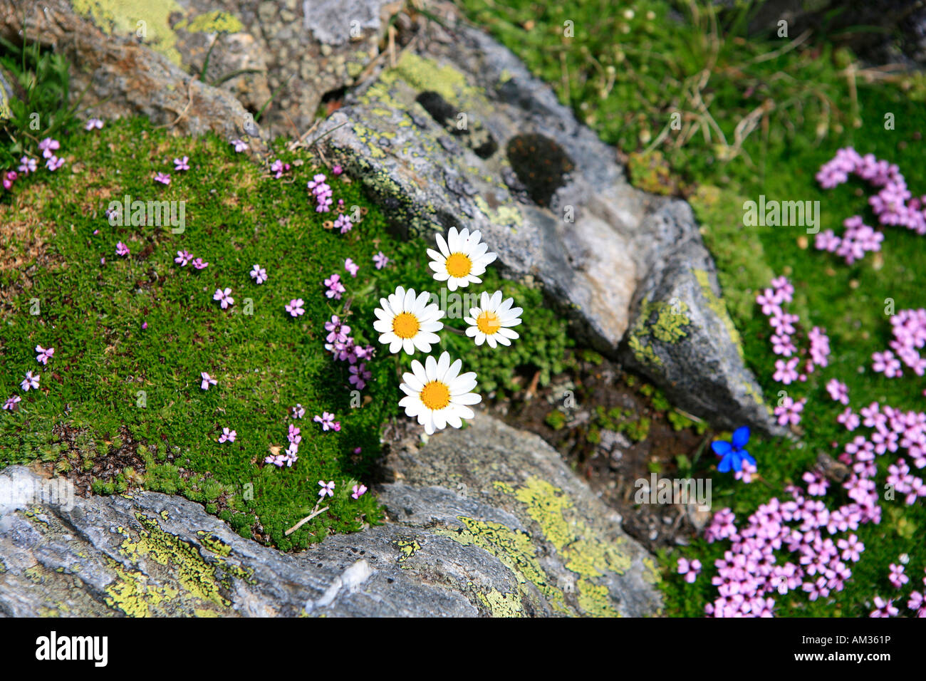 Flowers on moss-covered rocks with lichen Stock Photo