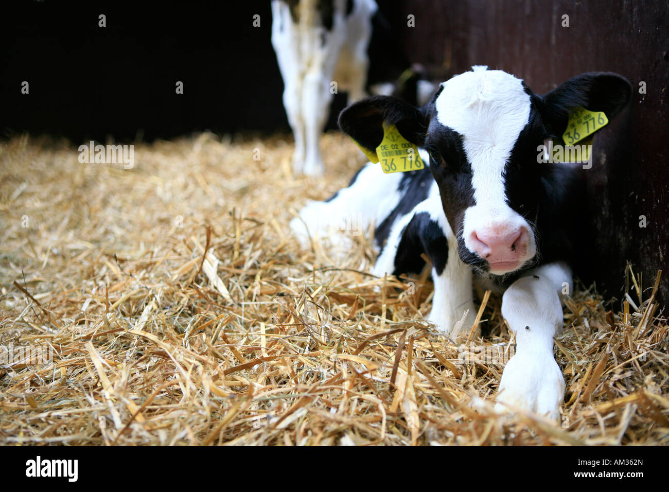 Young cows in the straw, Wohldorf, Hamburg, Germany Stock Photo