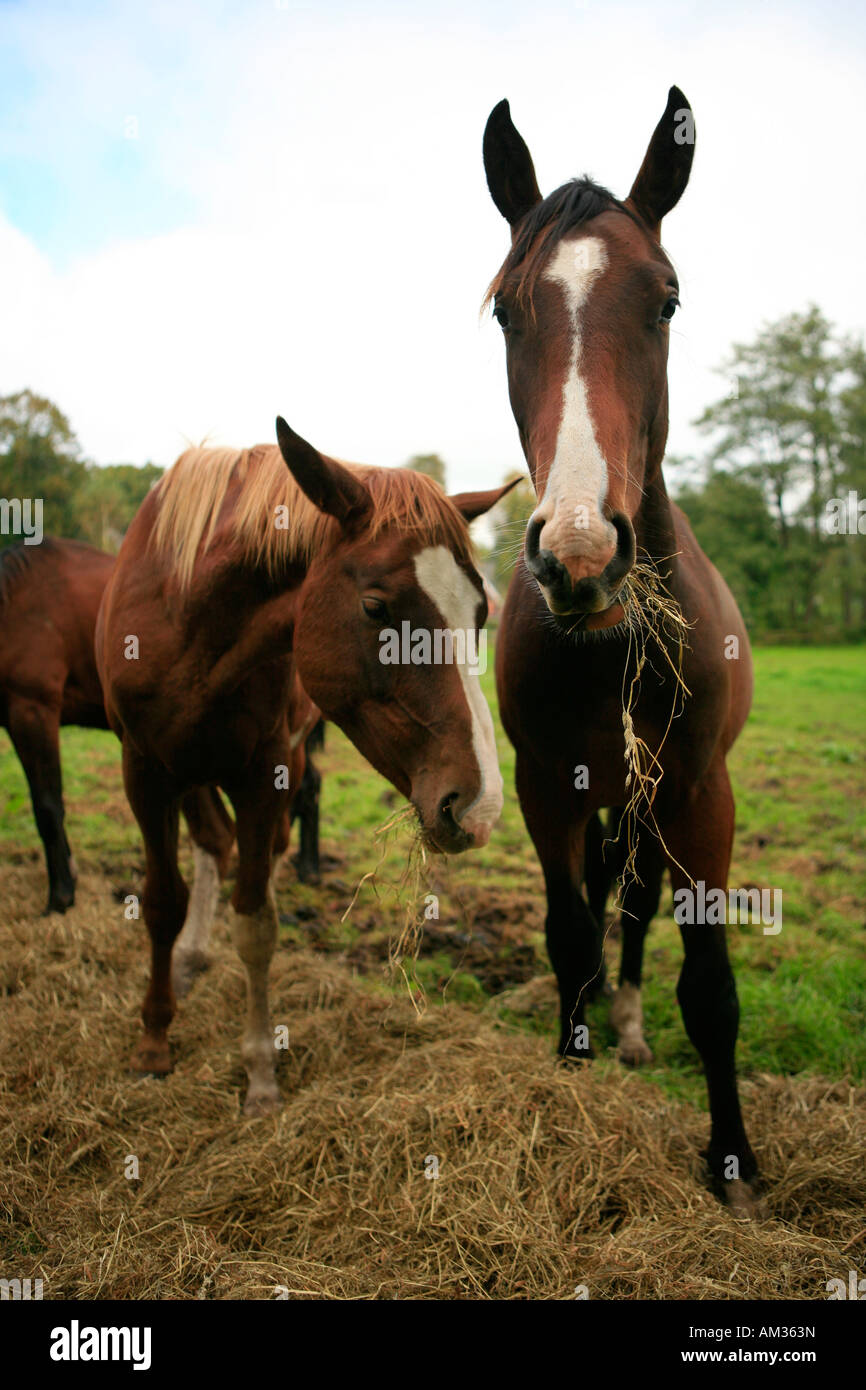 Two young horses eating hey on a meadow, Wohldorf, Hamburg, Germany Stock Photo