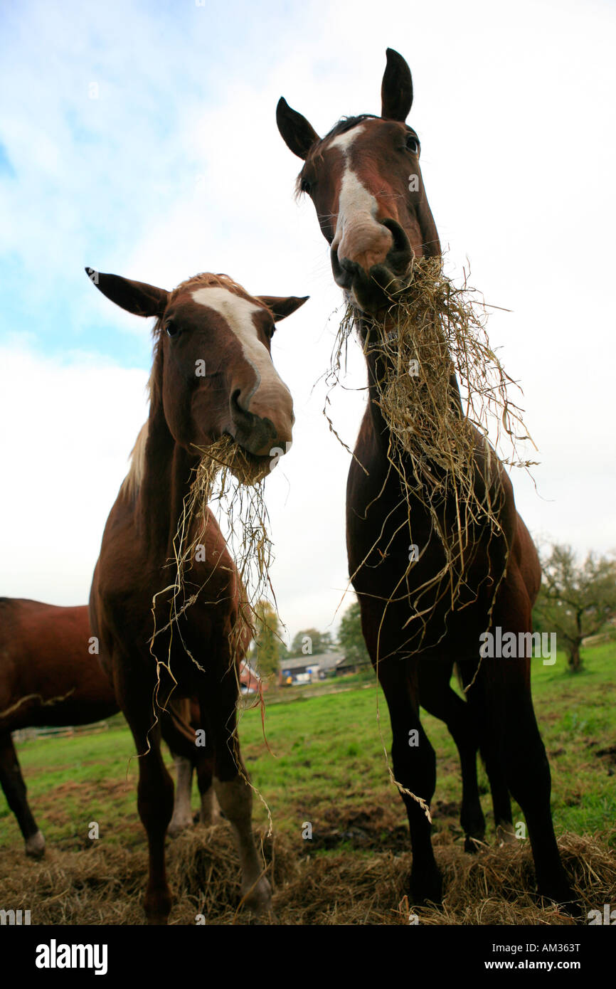 Two young horses eating hey on a meadow, Wohldorf, Hamburg, Germany Stock Photo