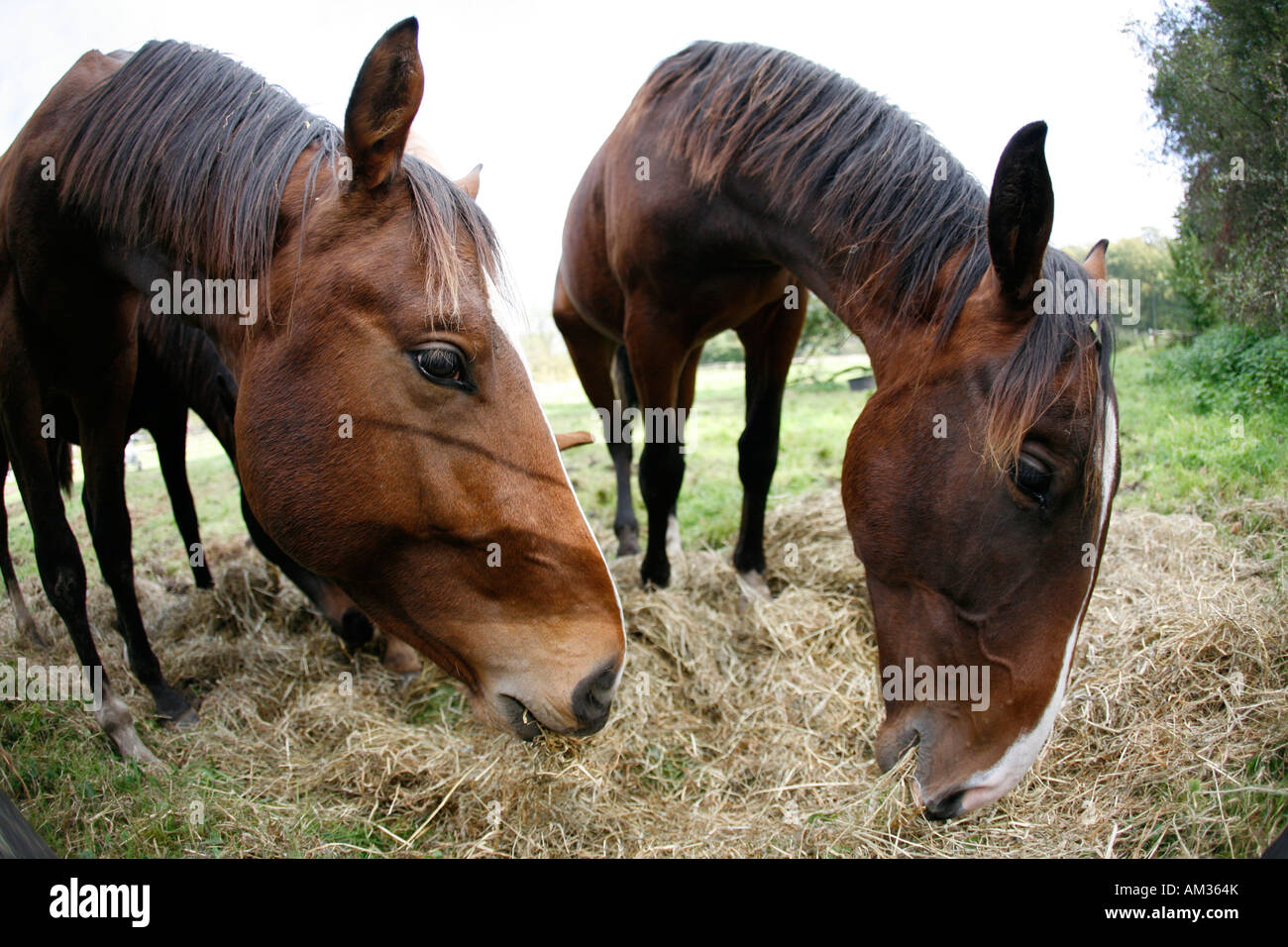 Two young horses eating hey on a meadow, Wohldorf, Hamburg, Germany (fisheye lense) Stock Photo