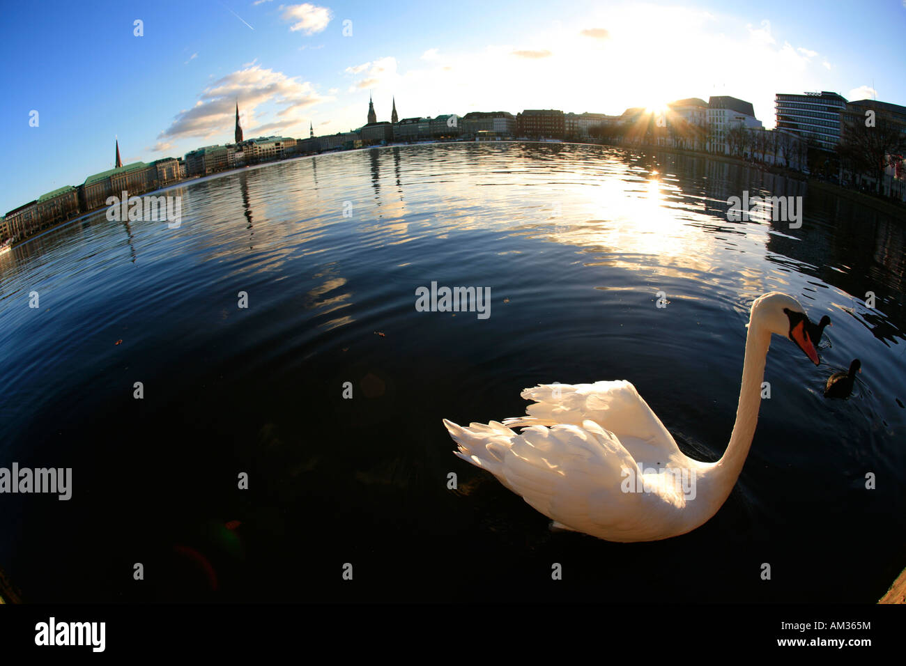 Swan on the Inner Alster, Hamburg, Germany Stock Photo