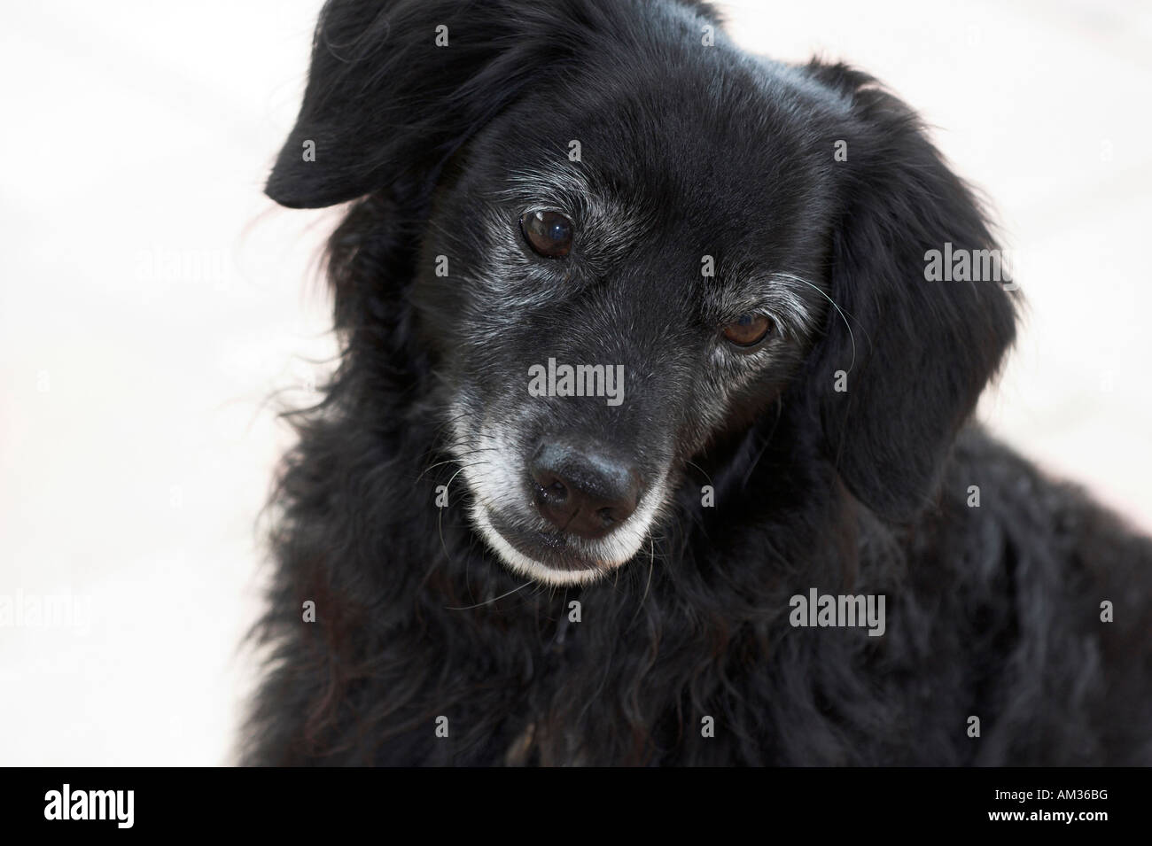 Little black dog looks unhappy, portrait, cut out Stock Photo