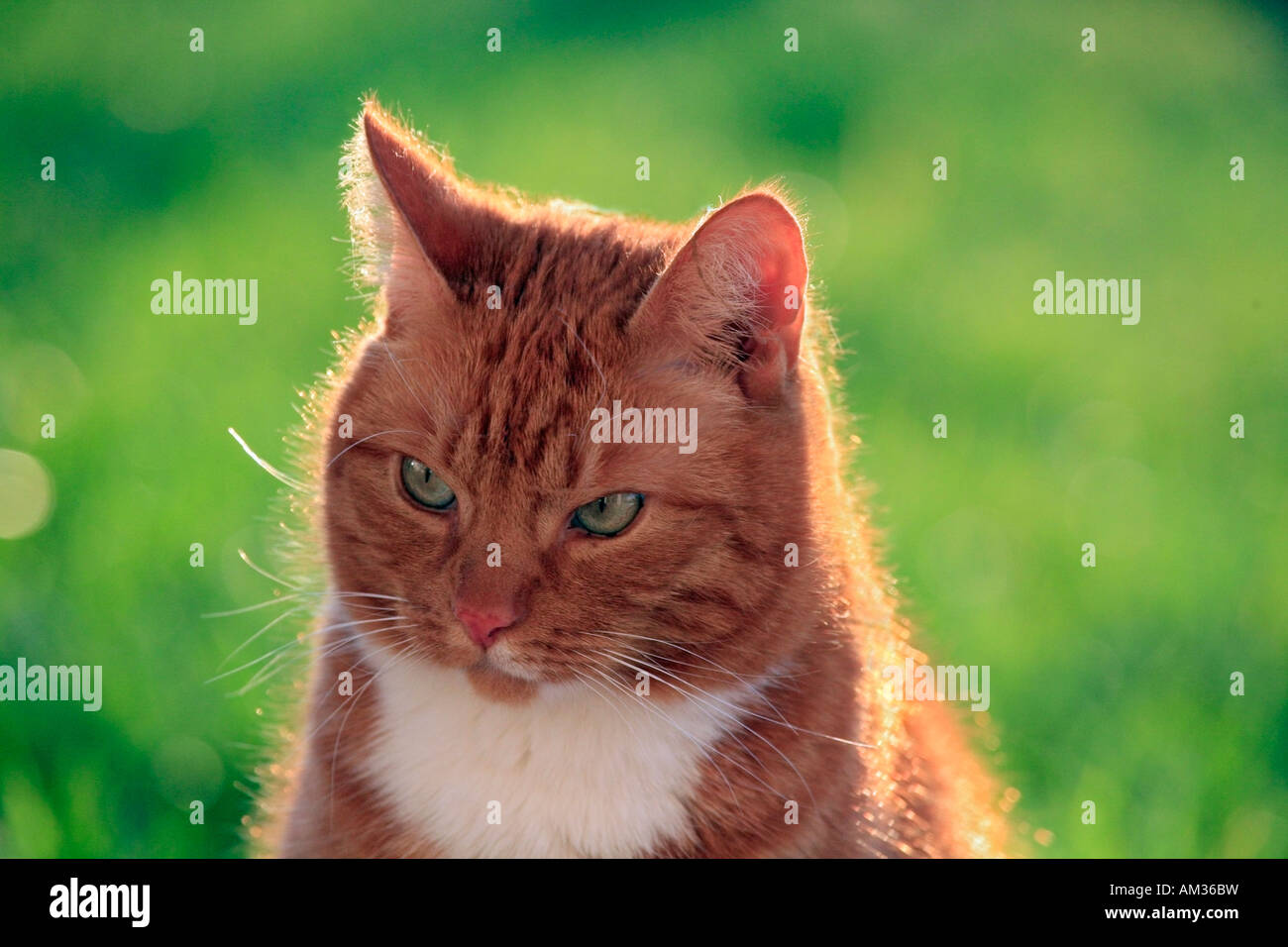 Red tabby cat, portrait Stock Photo