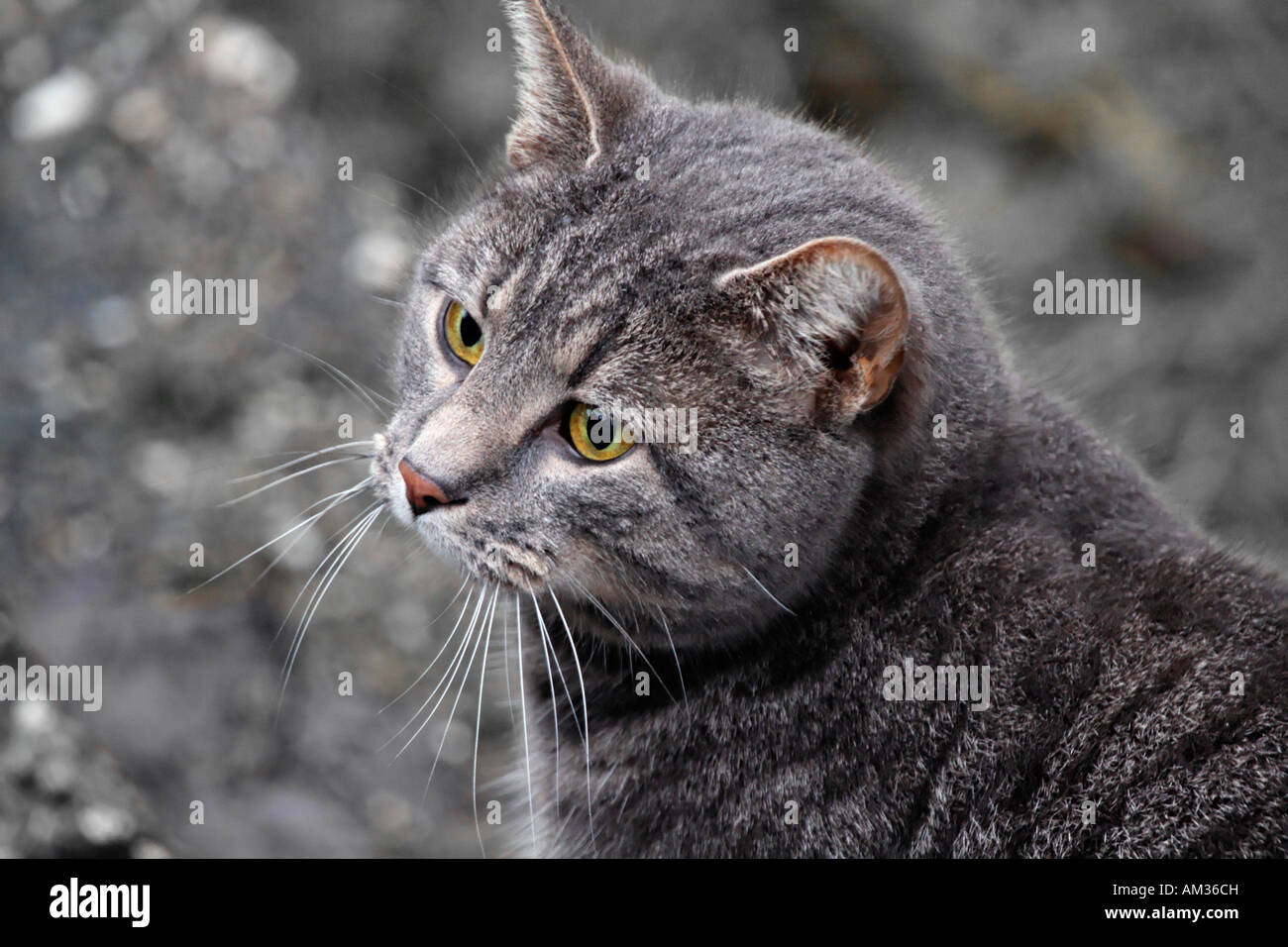 Grey tabby cat, portrait Stock Photo