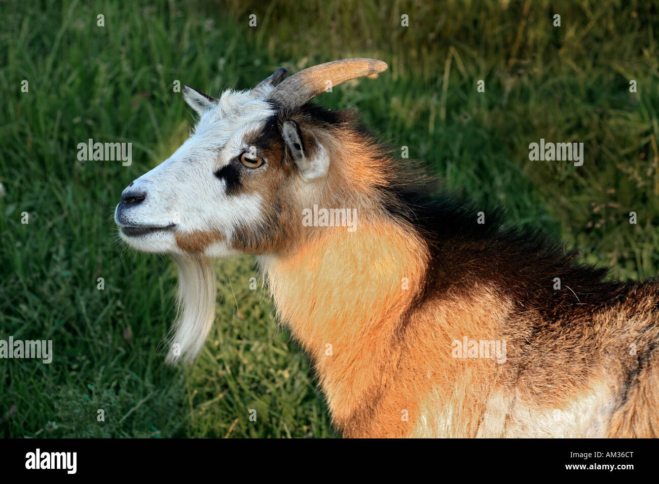 Goat, capra hircus Stock Photo