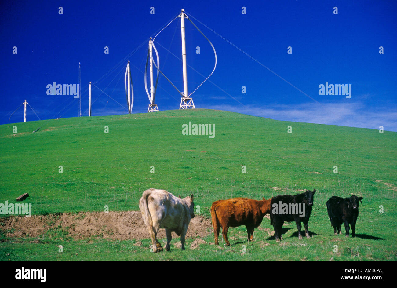 Cows in front of wind turbines at Altamont Pass CA Stock Photo - Alamy