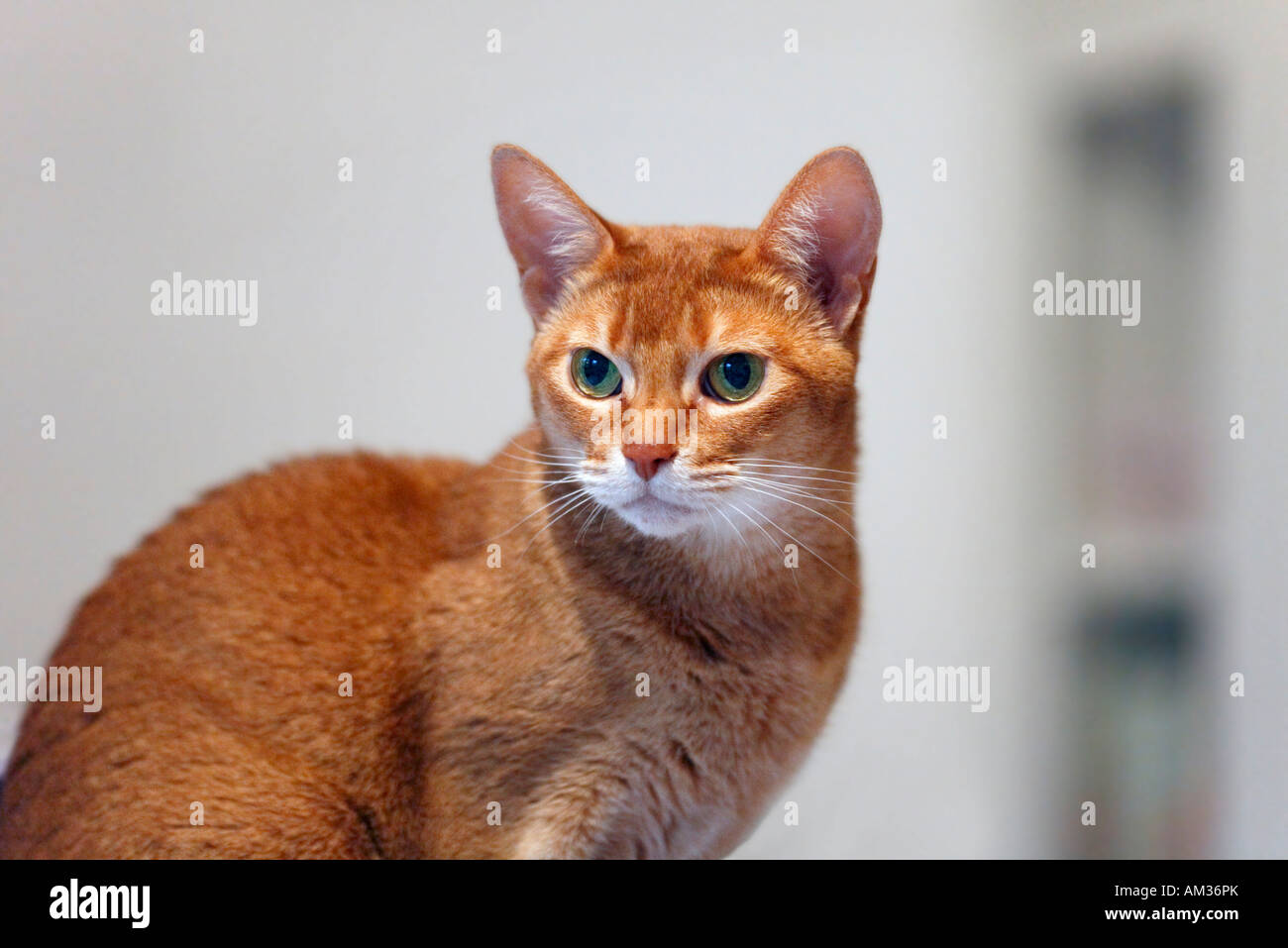 Cat, red, portrait Stock Photo