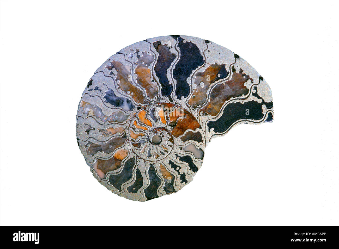 Fossil, ammonite, cross section, cut out Stock Photo