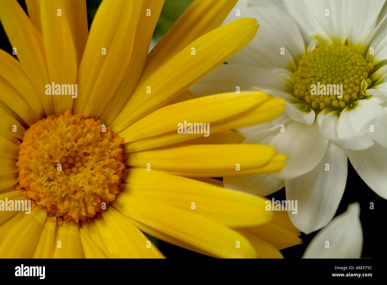 Close up of a yellow daisy Stock Photo